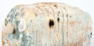 Jak dezynfekować pędzle?