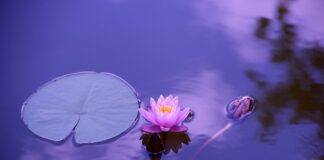 Co jest lepsze na stawy kolagen czy kwas hialuronowy?