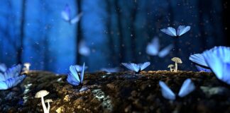 Z jakiego drewna robi się woblery?