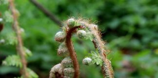 Jak wyprostować stopę? Jak wyprostować stopę?