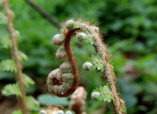 Jak wyprostować stopę?