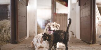 Jaka Łódka jest stabilna?