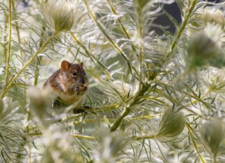 Czy z wiatrówki zabije szczura? Czy z wiatrówki zabije szczura?