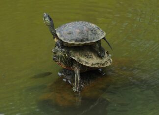 Jak prawidłowo nakładać żel na paznokcie?