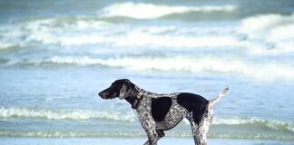 W czym moczyć pędzle?