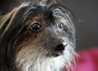 Co nakładać na brodę? Co nakładać na brodę?