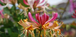 Czym różni się woda perfumowana od perfum?