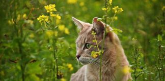 Czy można strzelać do kotów? Czy można strzelać do kotów?