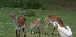 Czym jest najlepiej golić pachy?