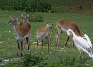 Czym jest najlepiej golić pachy?