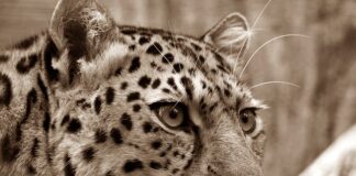 Czym najlepiej nęcić amura?