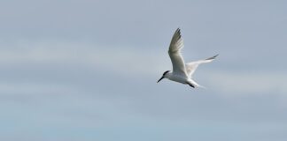 Co to jest metodą kanapkową? Co to jest metodą kanapkową?