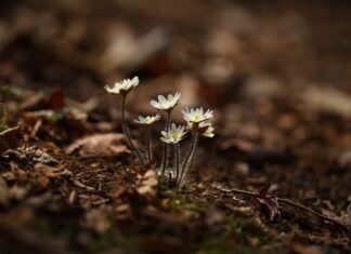 Jak wrócić do naturalnego koloru włosów domowe sposoby?