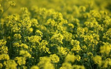 Jak działa aktywator skrętu?