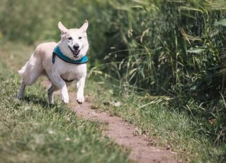Czy można biegać z płaskostopiem?