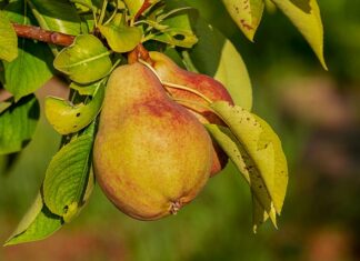 Czy odżywkę do brody trzeba spłukać? Czy odżywkę do brody trzeba spłukać?