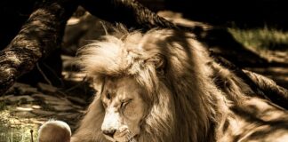 Jak zwiększyć objętość włosów domowymi sposobami?