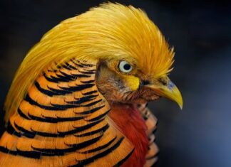 Jak upolować bażanta? Jak upolować bażanta?