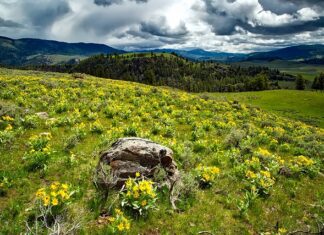 Co zamiast balsamu do ust?