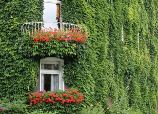 Czy wrośnięty włos sam wyjdzie?