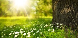 Jak zatopić kwiaty w żywicy? Jak zatopić kwiaty w żywicy?