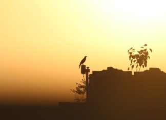 Co to nadmierną pronacja?