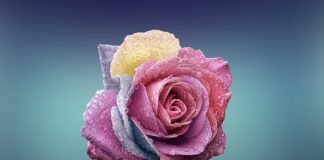 Czym różni się wiązanie jonowe od kowalencyjnego?