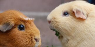 Jak zrobić gładkie loki?