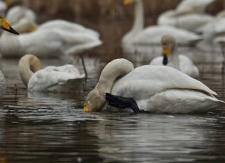 Co to znaczy jak swędzi broda? Co to znaczy jak swędzi broda?