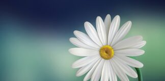 Co się stanie jak się wbije Biała bile? Co się stanie jak się wbije Biała bile?