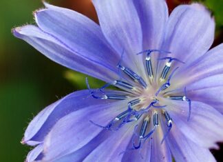 Czym są zamienniki perfum?